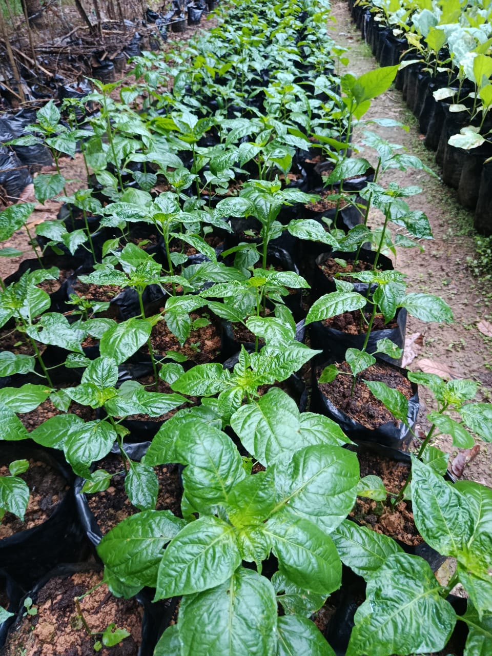 BIBIT CABE RAWIT/TIUNG