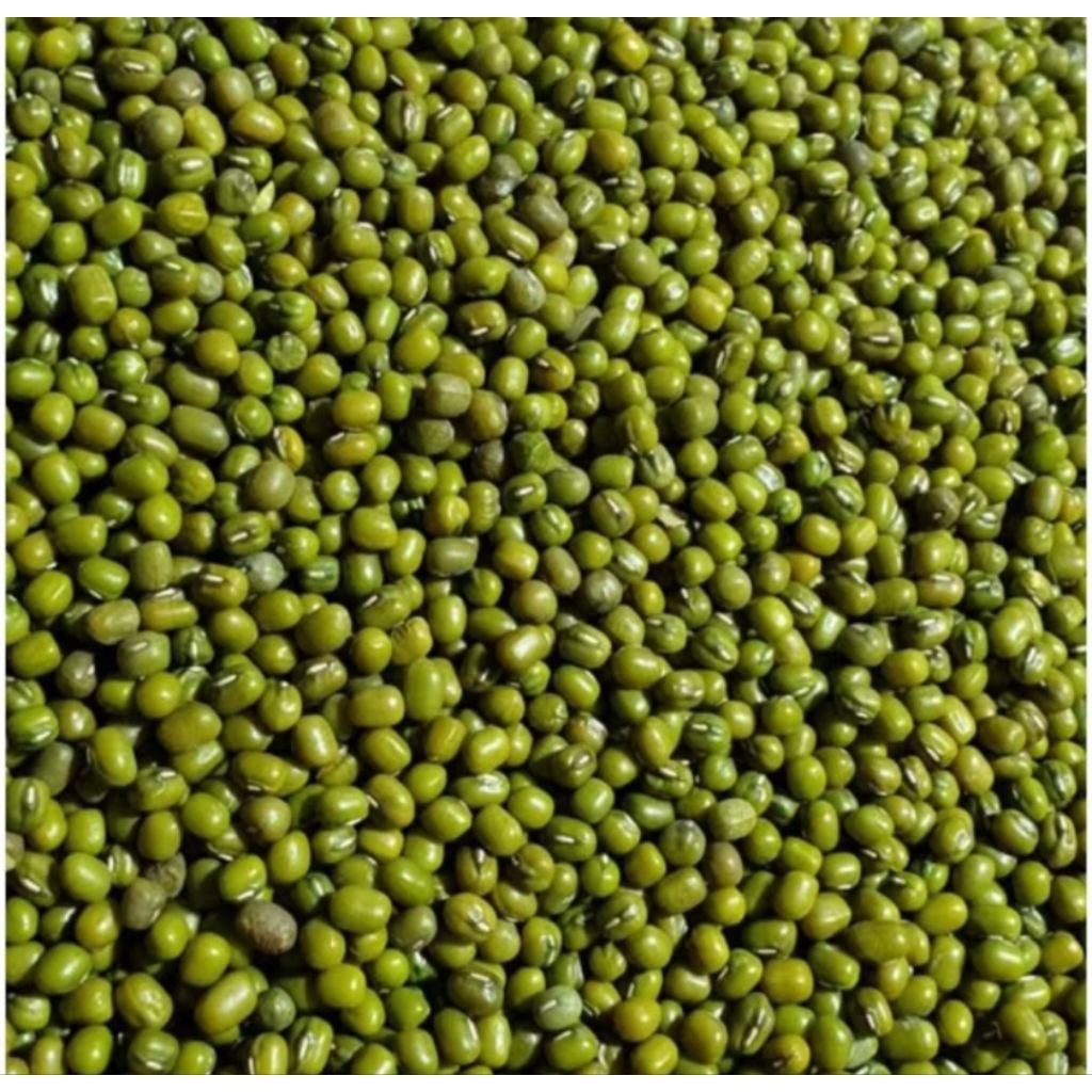 Kacang Hijau / Kacang Ijo