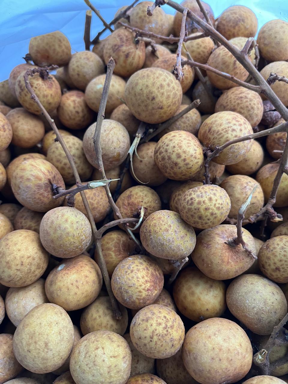 Kelengkeng / Lengkeng