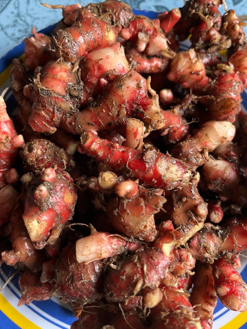JAHE / JAHE MERAH 