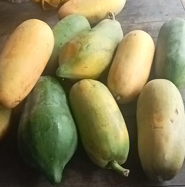 pepaya