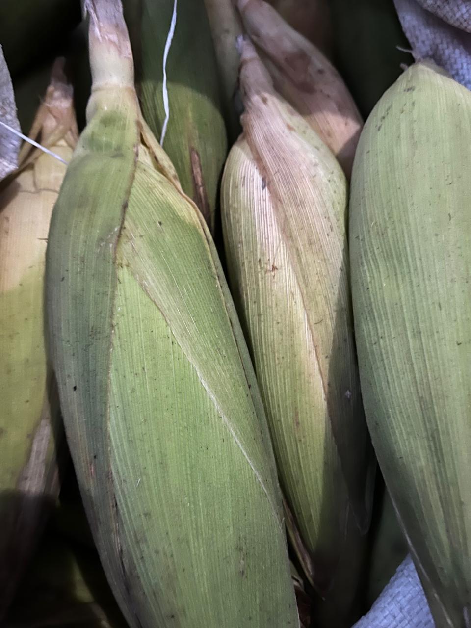 jagung