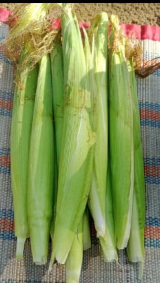 jagung muda