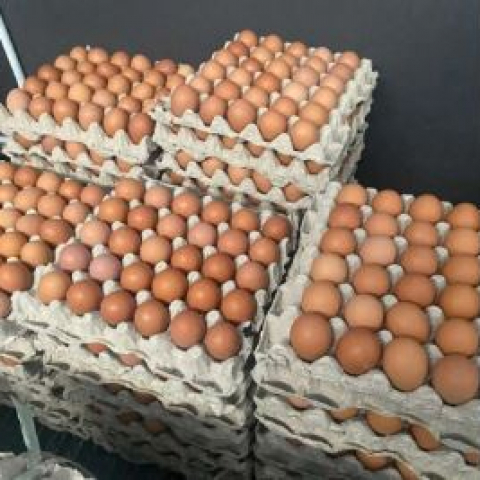 Telur Ayam Ras