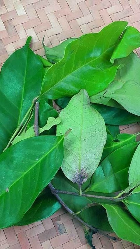 Daun Salam
