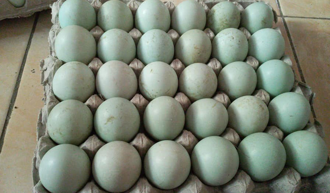 Telur Bebek