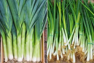 Daun Bawang