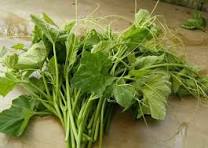 Daun Waluh