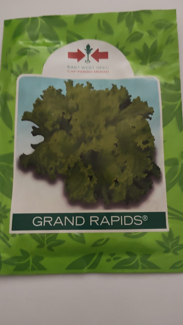 Benih Salada Grand Rapids