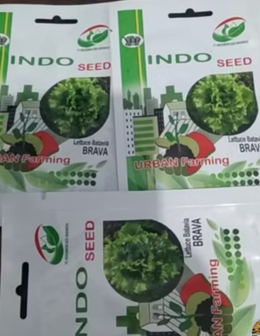 Benih Salada Lettuce Batavia