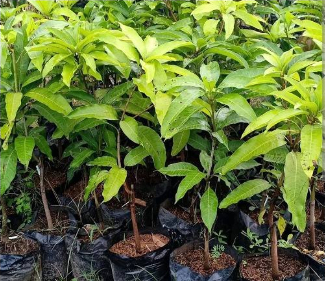 Bibit Tanaman dan Karangan Ucapan Selamat