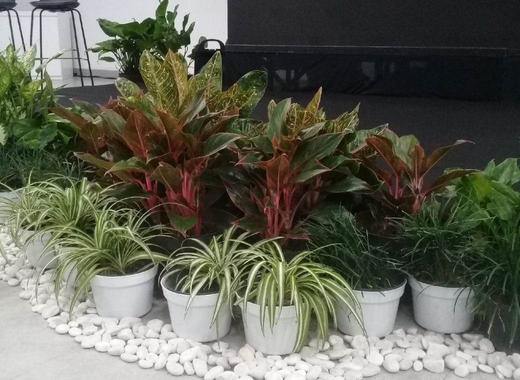 Jasa Penyewaan dan penataan Taman Dekorasi