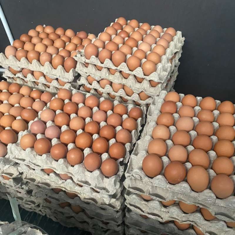 Telur