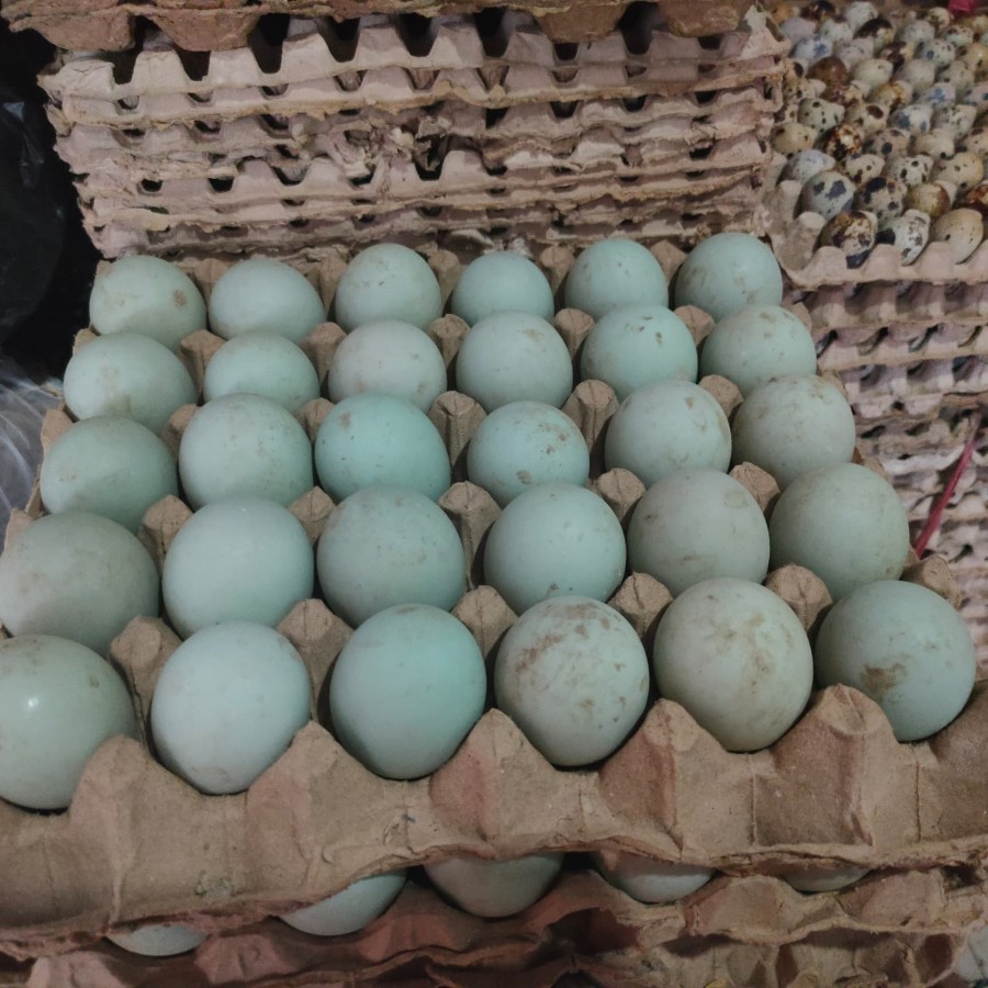 Telur