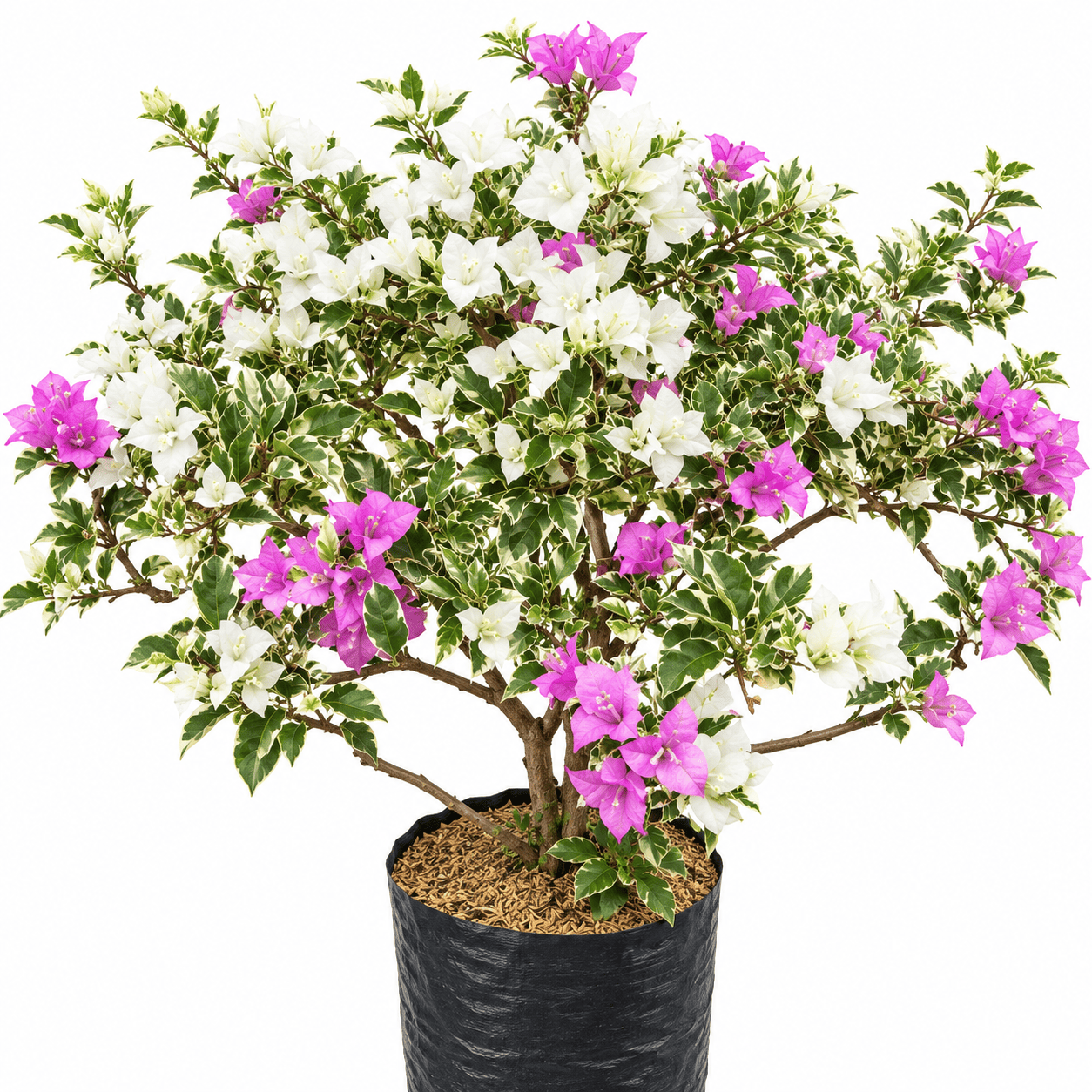 Tanaman Bougenvil 2 Warna