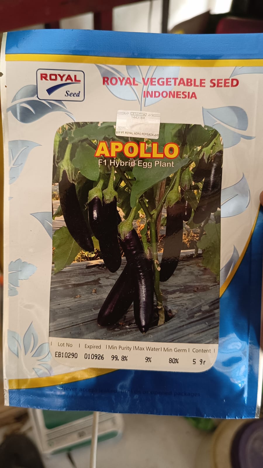 Benih Terong Apollo 5 gram