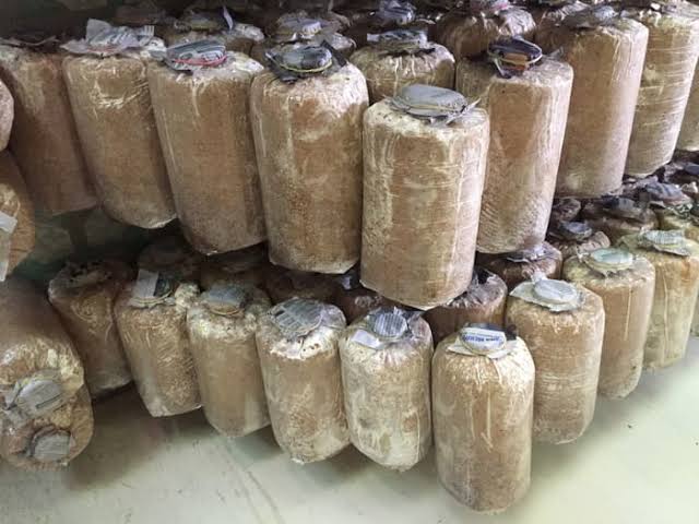 BAGLOG JAMUR TIRAM